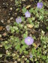 vignette Nemophila insignis