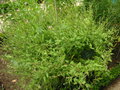 vignette Oenothera rosea