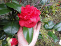vignette Camlia ' DIXIE KNIGHT ' camellia japonica