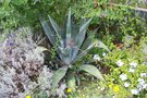 vignette Agave americana