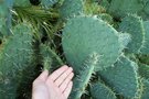 vignette Opuntia rastrera