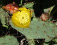 vignette Opuntia rastrera