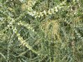 vignette Acacia pravissima feuillage et boutons floraux au 27 01 10