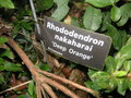 vignette Rhododendron nakaharai 'Deep Orange'
