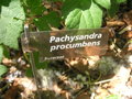 vignette Pachysandra procumbens