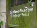 vignette Schizophragma integrifolia