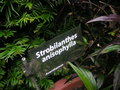 vignette Strobilanthes anisophylla