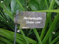 vignette Hemerocallis 'Chosen Love' - Hemerocalle
