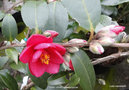 vignette Camlia ' FAIRY WAND ' camellia hybride