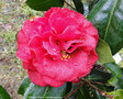 vignette Camlia ' DIXIE KNIGHT ' camellia japonica