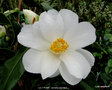 vignette Camlia ' LILY PONS ' camellia japonica