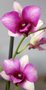 vignette dendrobium  petites fleurs roses