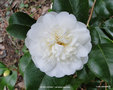 vignette Camlia ' NOBILISSIMA ' camellia japonica