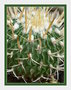 vignette Echinofossulocactus 11 2009 Ndc
