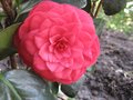 vignette Camelia japonica Margherita Coleoni