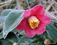 vignette Camlia ' ALAIN BARBETORTE ' camellia japonica
