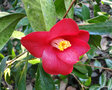vignette Camlia, camellia, rsultat d'un de mes semis