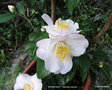 vignette Camélia ' SPRING MIST ' camellia hybride, parfumé