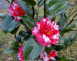 vignette Camélia ' KASUGAYAMA  ' camellia rusticana