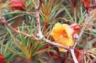 vignette Rhododendron stenophyllum