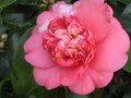 vignette Camellia japonica chandleri lgans au 02 02 10
