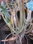 vignette Aloe isaloensis