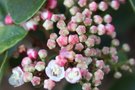 vignette viburnum lisarose boutons et fleurs