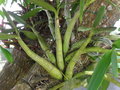 vignette orchide sur pied de mangues