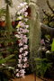 vignette Dendrobium pierardii