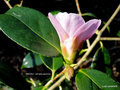 vignette Camlia ' MAGALI ' camellia japonica