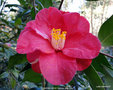 vignette Camlia ' DIAMOND HEAD ' camellia hybride de reticulata