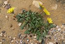 vignette Taraxacum cyprium