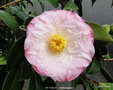vignette Camlia ' DR TINSLEY ' camellia japonica