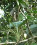 vignette Tillandsia dasyliriifolia