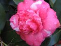 vignette Camellia japonica chandleri élégans au 05 02 10