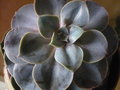 vignette Echeveria