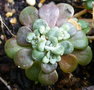 vignette sedum spathulifolium cape blanco 4 2 2010 ndc