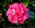 vignette Camlia ' JOSEPH PFINGSTL ' camellia japonica