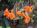 vignette Cattleya orange