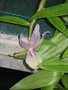 vignette Dendrobium pierardii - Dendrobium aphyllum