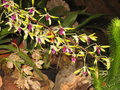 vignette Dendrobium canaliculatum