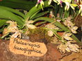 vignette Phalaenopsis hyeroglyphica