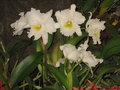 vignette Cattleya blanc