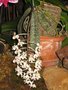 vignette Phalaenopsis celebensis