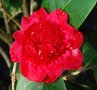 vignette Camellia japonica 'Anemocrimson''