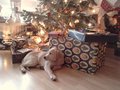 vignette Le cadeau de Nol surprise, Echo, le petit chien Labrador Retriever !