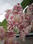 vignette Phalaenopsis gigantea