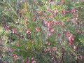 vignette Grevillea rosmarinifolia toujours en forme au 10 02 10