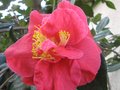 vignette Camellia japonica grand prix au 10 02 10
