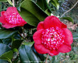 vignette Camélia ' BOB'S TINSIE ' camellia japonica